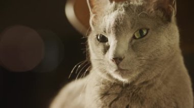 Gri safkan bir kediye yaklaş günbatımının tadını çıkar ve yeşil gözleriyle kameraya bak.