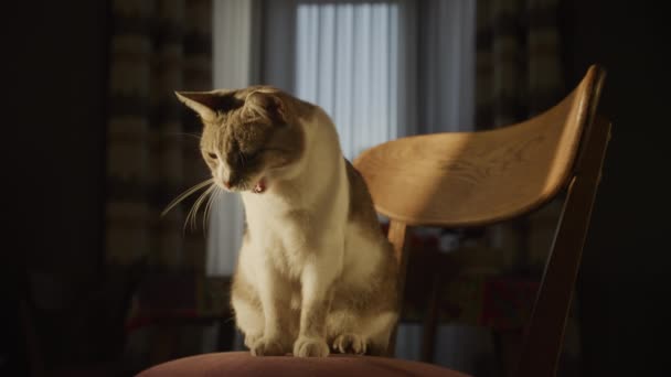 Witte Tabby Huiskat Diep Geeuwen Zonsondergang Zonnestraal Zitten Woonkamer Binnen — Stockvideo