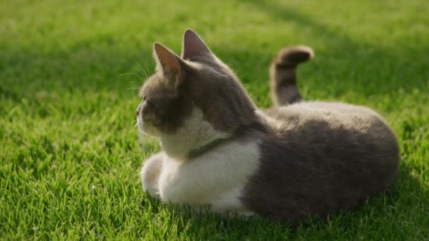 Крупним Планом Білий Таббі Домашній Кіт Лежить Зеленій Газонній Траві — стокове відео
