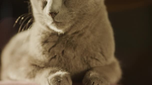 Camera Pan Een Grijs Huiselijk Kat Portret Bij Zonsondergang Binnen — Stockvideo