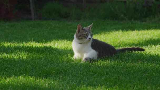 Lustige Gestromte Hauskatze Steht Hinterhof Auf Und Schaut Sich Zeitlupe — Stockvideo