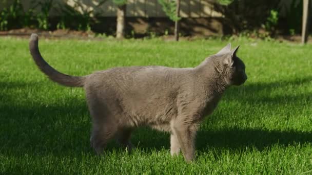 灰蒙蒙的家猫站在花园的绿草草坪上 夕阳西下 — 图库视频影像