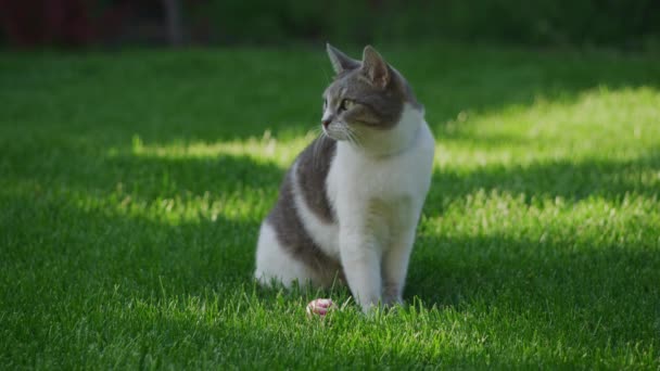 Weiß Gestreifte Hauskatze Sitzt Auf Der Grünen Rasenfläche Garten Und — Stockvideo