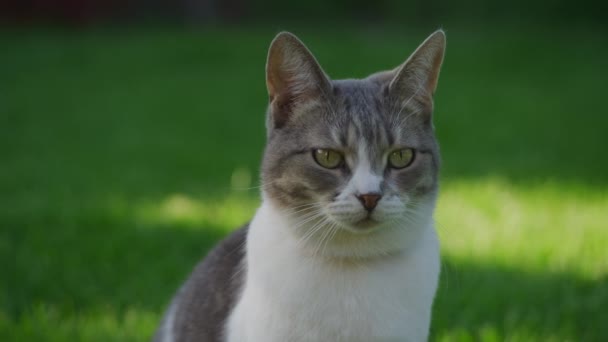 Close Portrait White Striped Domestic Cat Exploring Backyard Lawn While — стоковое видео