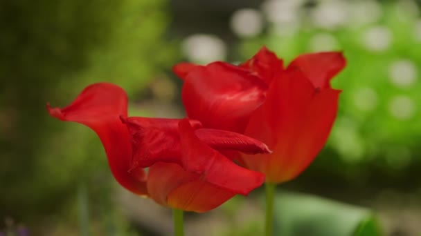 Großaufnahme Zweier Garten Blühender Roter Tulpen Zeitlupe — Stockvideo