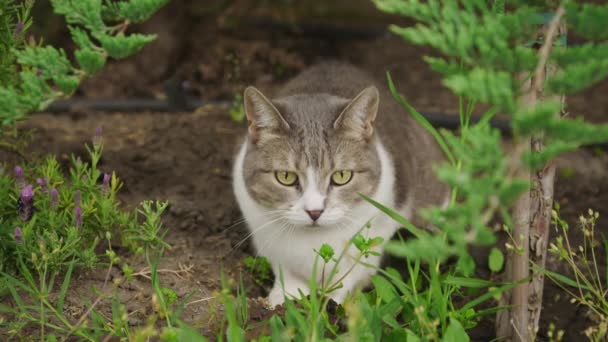 White Tabby Domestic Cat Sitting Garden Pretending She Hunter Slow — Stock Video