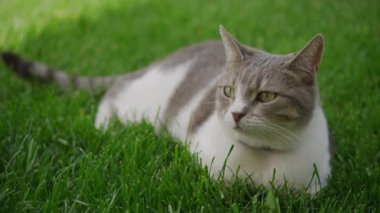 Evcil bir kediden yavaşça uzaklaşarak bahçedeki yeşil çimlerde dinleniyor.