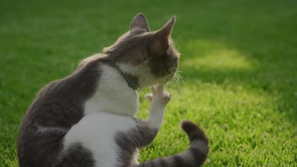 Detailní Záběr Bílou Pruhovanou Domácí Kočku Jak Pomalu Myje Tlapku — Stock video