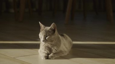 Gri evcil, safkan kedi gün batımında güneş ışığında yavaş çekimde yerde dinleniyor.