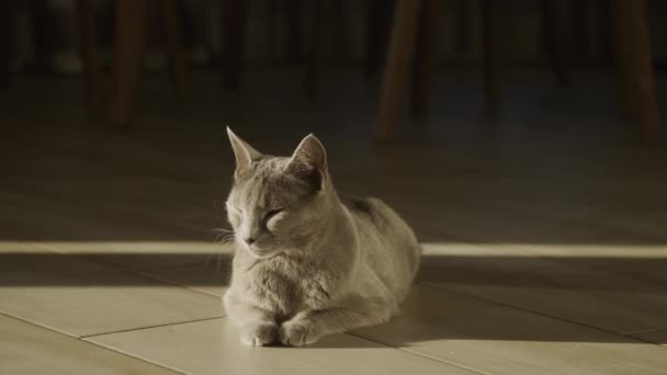 Chat Domestique Gris Race Poil Court Relaxant Sur Sol Coucher — Video