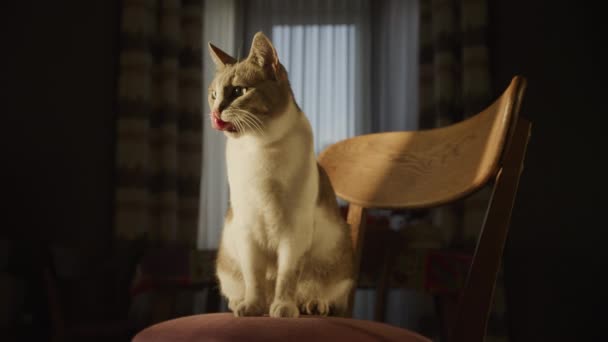 Taquigrafía Blanca Gato Doméstico Lamiendo Bostezando Sentado Rayo Sol Puesta — Vídeo de stock