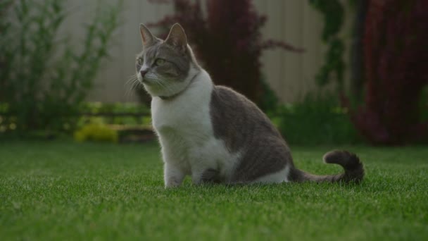 Blanco Tabby Gato Doméstico Sentado Jardín Césped Hierba Verde Fuera — Vídeo de stock