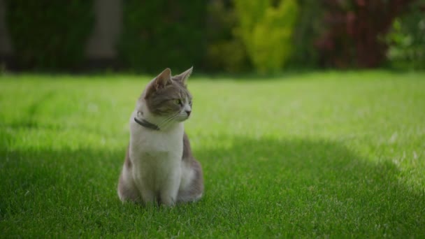 Weiße Gestromte Katze Lustig Sitzend Und Schauend Grünen Rasen Mit — Stockvideo