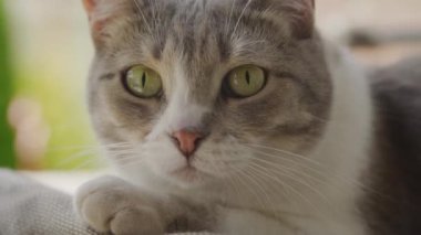 Evcil kedi yüzüne optik açıdan yakınlaş ve yavaş çekimde kameraya bak.