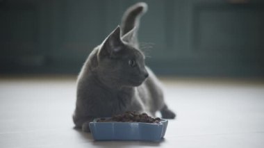 Gri evcil kedi, evin içinde neşeli bir havayla yemeğinin önünde yerde yatıyordu.