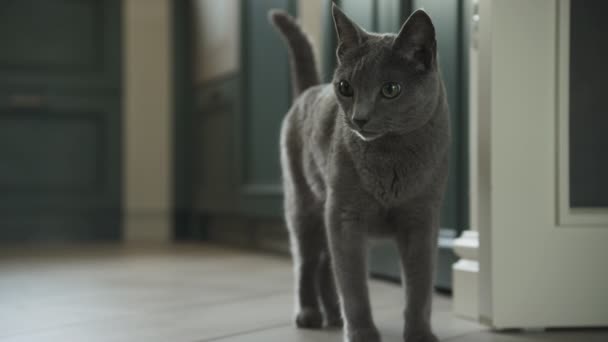 Grijze Huiskat Russisch Blauw Fokkerij Sierlijk Wandelen Het Appartement Keuken — Stockvideo