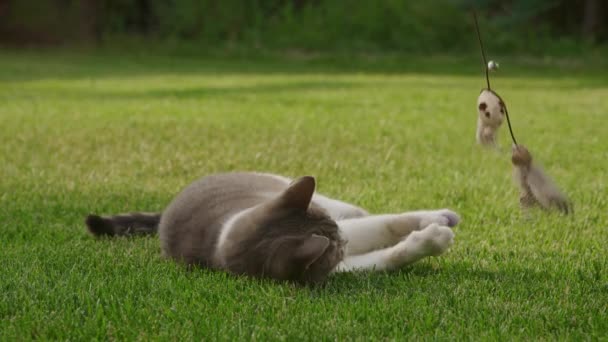 White Tabby Domestic Shorthair Cat Hunting Mouse Toy Garden Green — Stockvideo