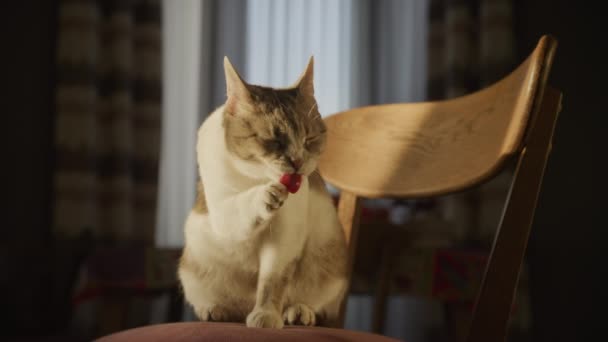 Domestic Cat Washing Her Paw Golden Hour Sunlight Slow Motion — Video