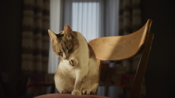 Cute Curious Domestic Cat Washing Her Paw Looking Camera Indoors — Video