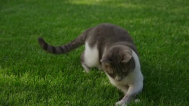 White tabby domestic cat looking annoyed while playing on the green grass lawn in the garden in slow motion