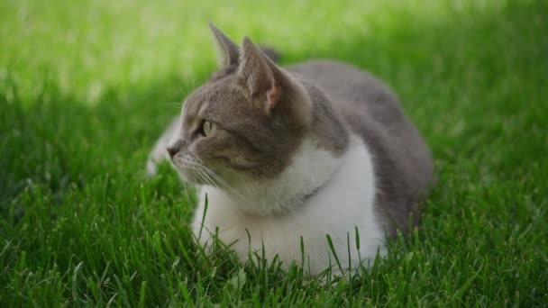 Крупным Планом Любопытного Кота Лежащего Зеленой Траве Саду Замедленной Съемке — стоковое видео
