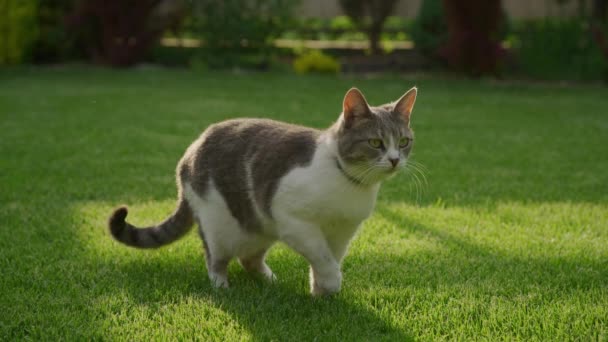 White tabby domestic cat gaze on the green grass lawn in the garden outside in slow motion