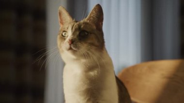 Portrait of a cute white domestic cat licking up her face with a tongue in slow motion