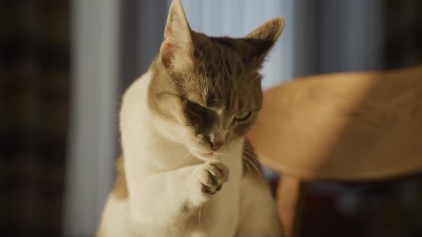 Evcil Bir Kedinin Pençelerini Altın Bir Saat Güneş Işığında Yavaş — Stok video