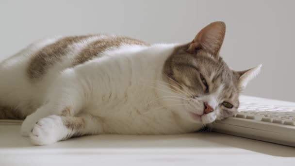 Biały Pasek Amerykański Krótkometrażowy Kot Śpi Klawiaturze Wewnątrz — Wideo stockowe