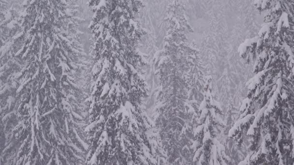 Heavy Snowfall Winter Mountains Pine Woods — Video Stock