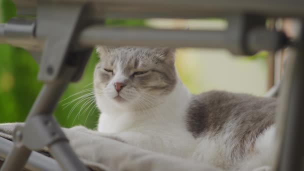 Senny Biały Tabby Domowe Kot Chilling Krzesło Podwórku Patrząc Kamery — Wideo stockowe