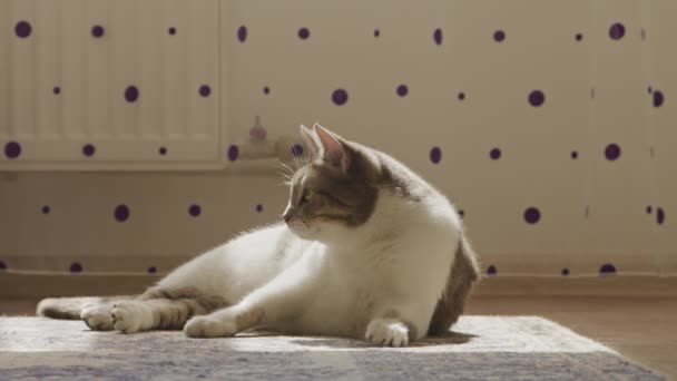 Смішний Домашній Кіт Лежить Підлозі Ловлячи Іграшку Приміщенні Повільному Русі — стокове відео