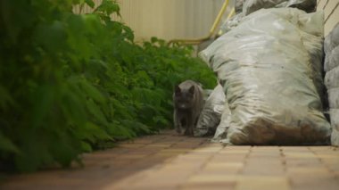 Gri safkan evcil kedi arka bahçede yavaş çekimde kameraya bakıyor.