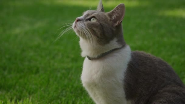 Közelkép Egy Vicces Kíváncsi Belföldi Macska Zöld Gyep Kertben Lassított — Stock videók