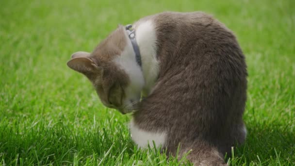 White Tabby Domestic Cat Cleaning Washing Green Grass Lawn Garden — Vídeo de Stock