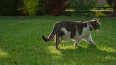 Bahçedeki yeşil çimlerde ağır çekimde sürünen yerli bir tekir kedinin yan görüntüsü