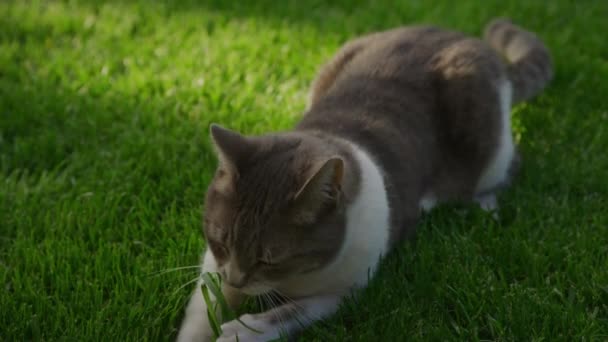 Weiße Gestromte Hauskatze Fängt Ihre Beute Zeitlupe Auf Der Grünen — Stockvideo