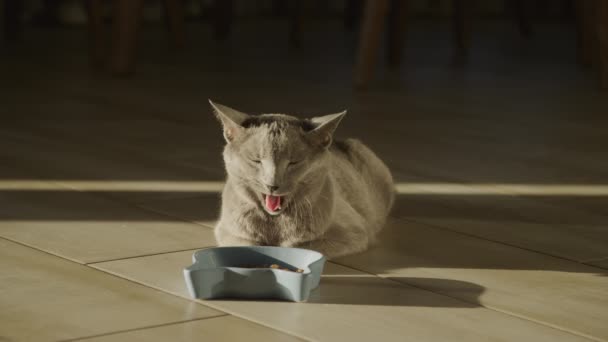 Grey Domestic Cat Waking Yawn Front Food Start Eating Indoors — Stockvideo