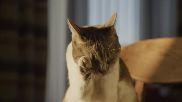 一只家猫在室内慢动作 在金色时辰的阳光下把爪子洗干净 — 图库视频影像