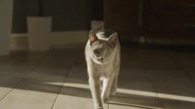 Gri evcil safkan kedi yavaş çekimde gün ışığında kameraya doğru yürüyor.