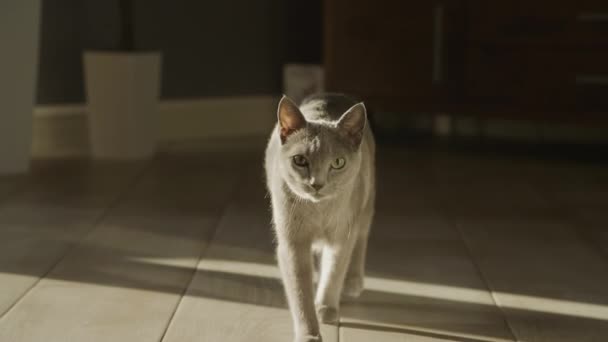 Grey Domestic Purebred Cat Walking Camera Sunlight Indoors Slow Motion — Video