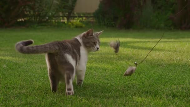 White Tabby Domestic Shorthair Cat Hunting Mouse Toy Garden Green — Stockvideo