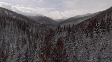 Aerial view flying over the forests in the wintertime mountains while snowing with a scenery