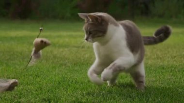 White tabby domestic shorthair cat hunting a mouse toy in the garden on the green grass in slow motion