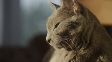Close up of a grey purebred domestic cat relaxing in sunset sunlight indoors in slow motion