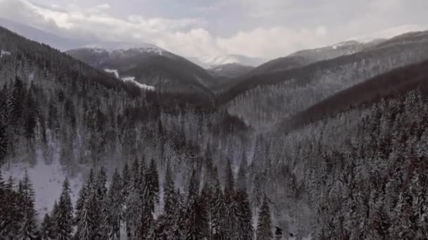 Aerial View Flying Forests Mountains Wintertime While Snowing — Stock Video