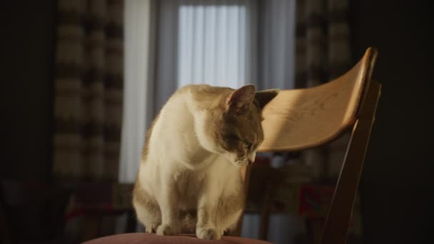 Curious Domestic Tabby Cat Jumping Chair Slow Motion — Video