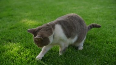 Curious domestic white striped cat attack in the garden in slow motion