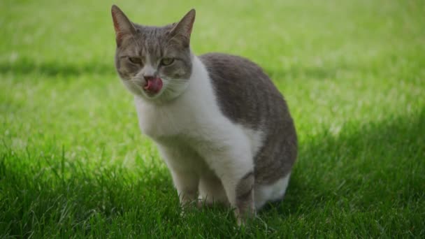 Close White Striped Domestic Cat Shaking Dog Green Grass Lawn — Stock video