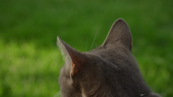 Close Cats Ears Listening Something Backyard Green Grass Lawn — Stockvideo